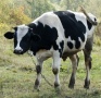 Фермера, у которого пала сотня коров, оштрафуют на полмиллиона рублей