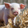 Бельгийская программа закрытия свиноферм продлена и смягчена
