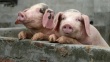 Китай ввел запрет на импорт свинины из Эстонии