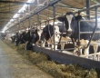 Поголовье крупного рогатого скота в Саратовской области сократилось на 6,5 процентов