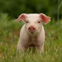 Цены на свиней во Вьетнаме выросли на 18% из-за ограниченного предложения