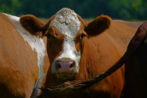 США: Стимуляторы роста убивают скот
