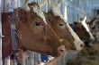 В Самарской области начали массово воровать скот
