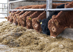 Зимовка общественного скота завершилась в Забайкальском крае