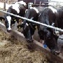 В Саратовской области стали производить больше мясо-молочной продукции