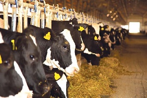 Животноводство на Кубани достигло рекордных показателей