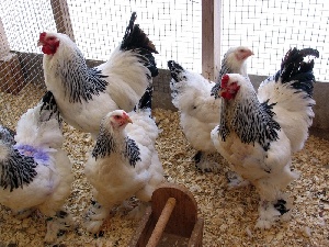 Россия запретила транзит живой птицы и продукции птицеводства из США