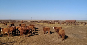 Казахстан закупит в Ростовской области более 1500 голов скота калмыцкой породы