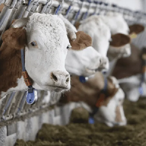 В Кабардино-Балкарии объемы производства мяса превышают потребность в мясопродуктах