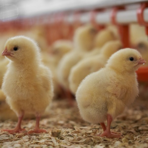 Новую бройлерную птицефабрику планируется построить в Нижегородской области
