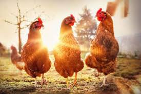 В Испании на 25% выросли продажи курятины