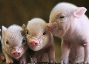 Сардиния ужесточит борьбу с африканской чумой свиней