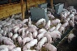 Свинокомплекс стоимостью 2,3 млрд рублей будет построен в Иркутской области