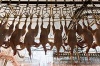 Птичники высокого полета. Яйвинскую птицефабрику превратят в аквапарк и зверинец