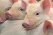 В 2016 году KSG Agro планирует начать строительство племзавода по разведению свиней датской генетики