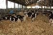 В Рязанской области растут объёмы животноводческой продукции
