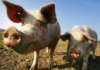 В Приморье всё больше свиней