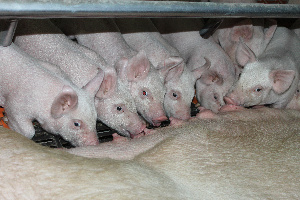 Группа компаний «Агро-Белогорье» продолжает наращивать производство свинины.