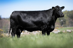 Племенных быков мясных пород доставили из Алтайского края на Сахалин