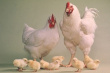 Производство мяса птицы в Ростовской области в 2018г вырастет, но будет ниже плана на 8-13% из-за гриппа птиц и проблем на предприятиях - власти