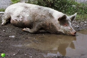 В Крыму обнаружены свалки трупов свиней, заражённых АЧС
