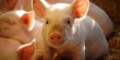 Обзор свиного рынка ЕС: Рынок в равновесии