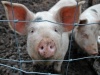 Россия запретила ввоз американской свинины из-за антибиотиков