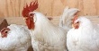 Белоруссия: Куриное мясо по цене догоняет свинину
