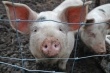 Рязанская область запретила ввоз саратовской свинины 