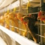 Иркутские ученые нашли способ быстрой переработки отходов с птицефабрик в лекарство для почвы