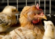 Павловская птицефабрика планирует увеличить производство в два раза