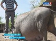Ставропольские животноводы присматриваются к вьетнамским свиньям