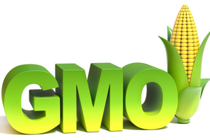 Спор из-за термина "ГМО" разгорается в ЕС