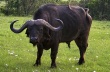 Индия может начать первые поставки мяса буйволов в РФ до конца года