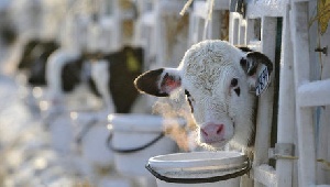 Животноводы ДНР стараются закрыть потребности республики в мясе своими силами