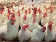 Птицефабрики Дагестана перешли на реализацию мяса птицы или прекратили деятельность в связи с повышением цен на корма