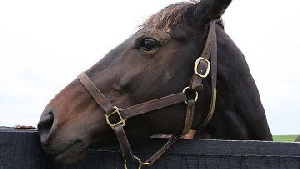 Из Омской области незаконно вывозят коней и конину