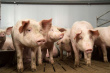 В Тульской Области стремительно растет поголовье свиней