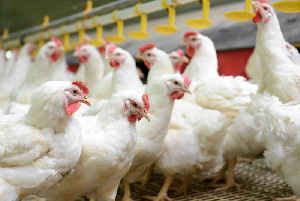 Производство продукции птицеводства в 2020 году может составить 6,7 млн тонн
