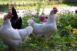 Второкурсник «Назарбаев Университета» придумал новый вид куриного корма