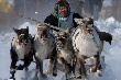 Эксперты обсудили, что мешает развитию оленеводства на Ямале Эксперты обсудили, что мешает развитию оленеводства на Ямале