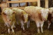 Племенную казахскую породу коров начнут разводить в Иркутской области
