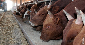 500 голов крупного рогатого скота готовят к отправке из Бурятии в Казахстан 