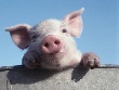 Животноводческие предприятия Удмуртии отнеслись к свиньям по - свински