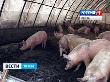 В Пензенской области мясное скотоводство выстроят по четкой схеме В Пензенской области мясное скотоводство выстроят по четкой схеме