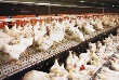 Власти Бурятии утвердили 4,7-миллиардную программу птицеводства