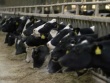 У тверских коров выявлены антитела на болезнь Шмалленберга