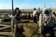  В Дагестане около двух миллионов овец утопят и выловят 