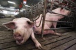 Чума свиней поразила первое смоленское сельхозпредприятие