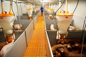 «Газпромбанк» одолжит Знаменскому СГЦ 300 млн рублей на ветпрепараты и ремонт тракторов